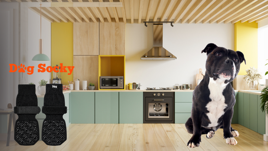 Zwart hondje in kleurrijke keuken met Dog Socky antislip sokken voor de Stafford