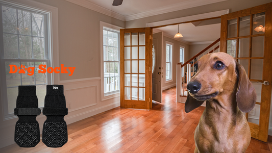 Teckel in traditioneel interieur, Dog Socky klittenband versus elastiek bij hondensokken