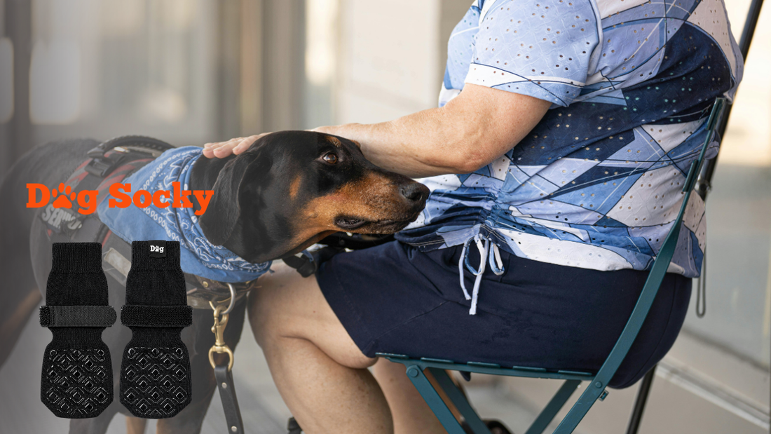 Kleine teckel op schoot van baasje buiten, maattabel hondensokken Dog Socky