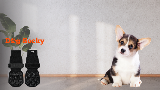 Welsh Corgi puppy met Dog Socky antislip hondensokken