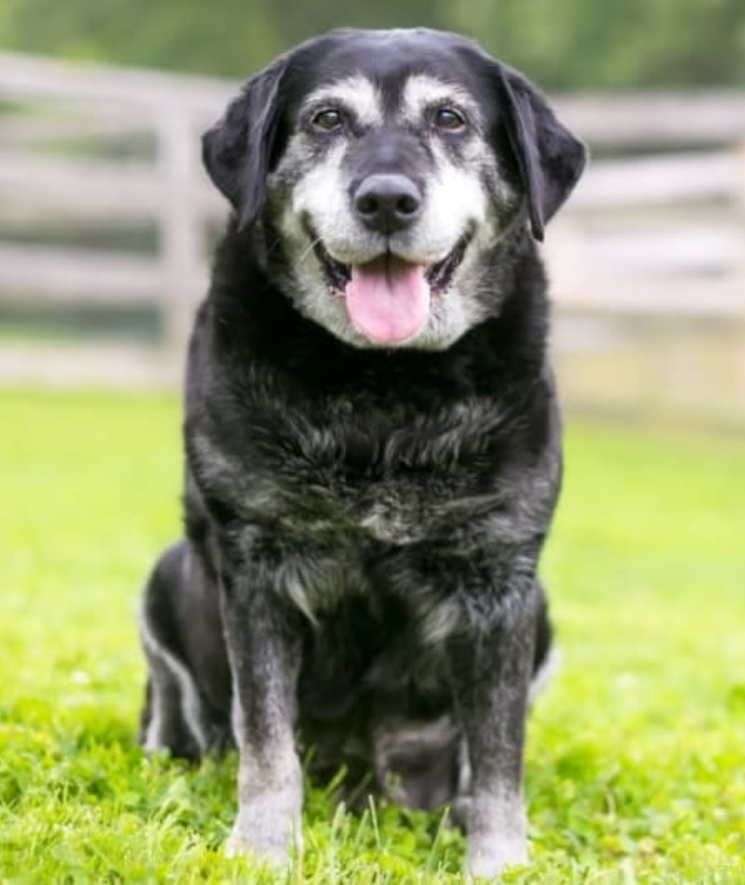 Dog socky hond in gras