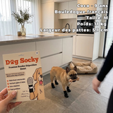 Coco, Bouledogue Français portant des chaussettes Dog Socky taille M dans la cuisine