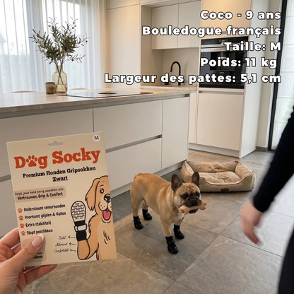 Coco, Bouledogue Français portant des chaussettes Dog Socky taille M dans la cuisine