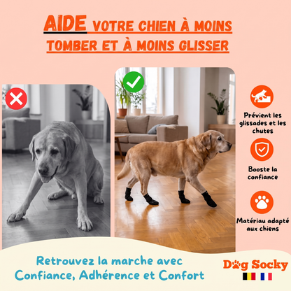 Avant-après : Labrador portant des chaussettes Dog Socky — empêche les glissades et les chutes sur sol glissant