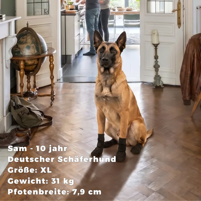 Sam, Deutscher Schäferhund (10 Jahre) mit Dog Socky Stoppersocken Größe XL auf glattem Boden