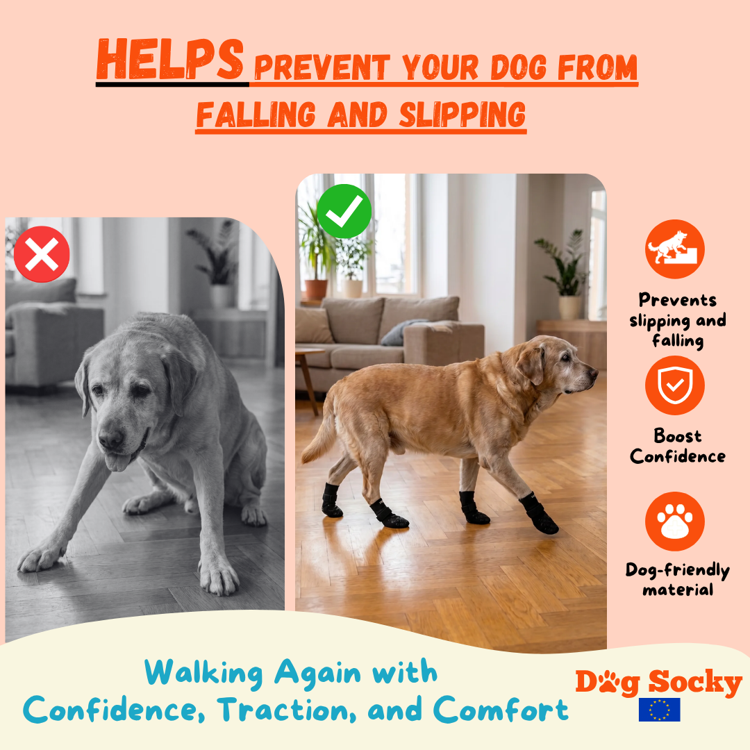 Before and after: Labrador wearing Dog Socky dog socks — prevents slipping and falling on slippery floors