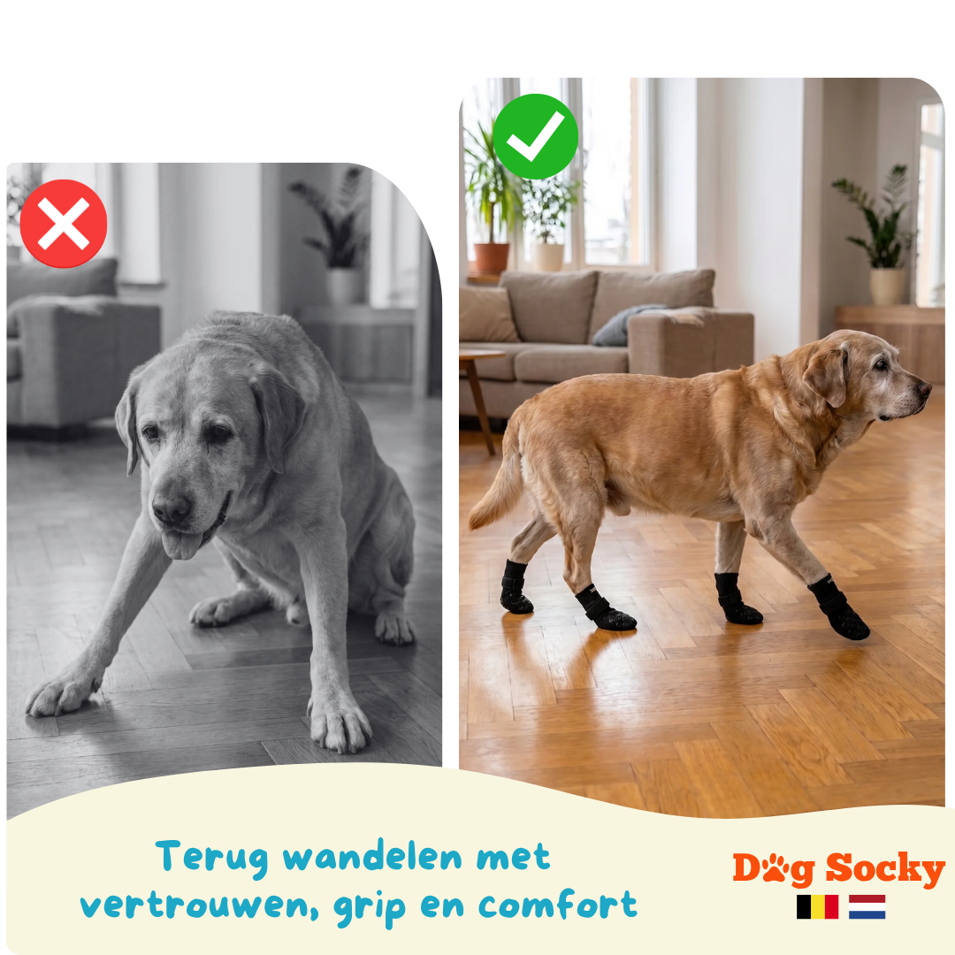 Labrador vergelijking DogSocky gripsokken — voor na antislip hondensokken Belgie Nederland