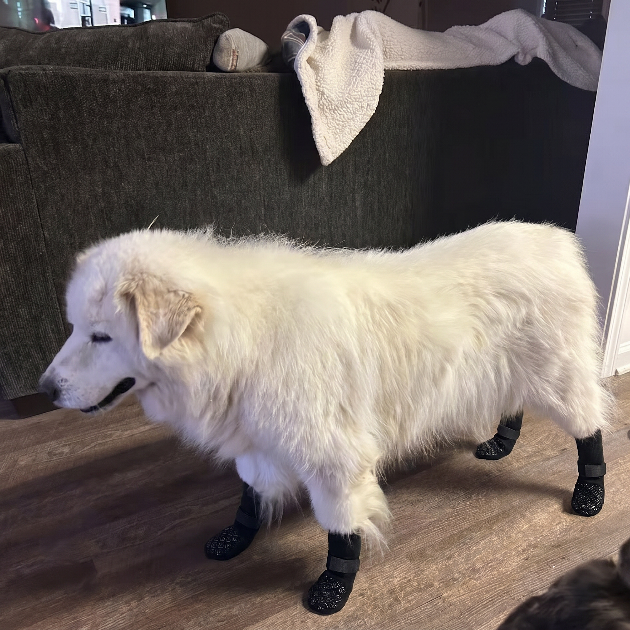 Grote witte hond met Dog Socky antislip gripsokken op laminaat — hondensokken pootbescherming grote honden