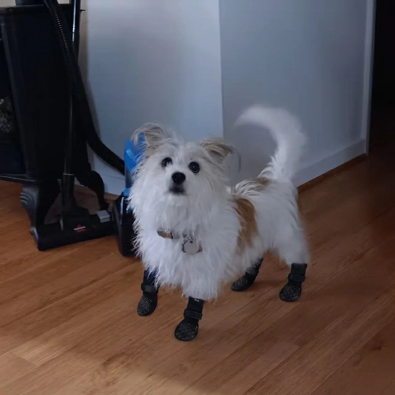 Kleine witte hond met Dog Socky antislip gripsokken op laminaat vloer — pootbescherming kleine honden