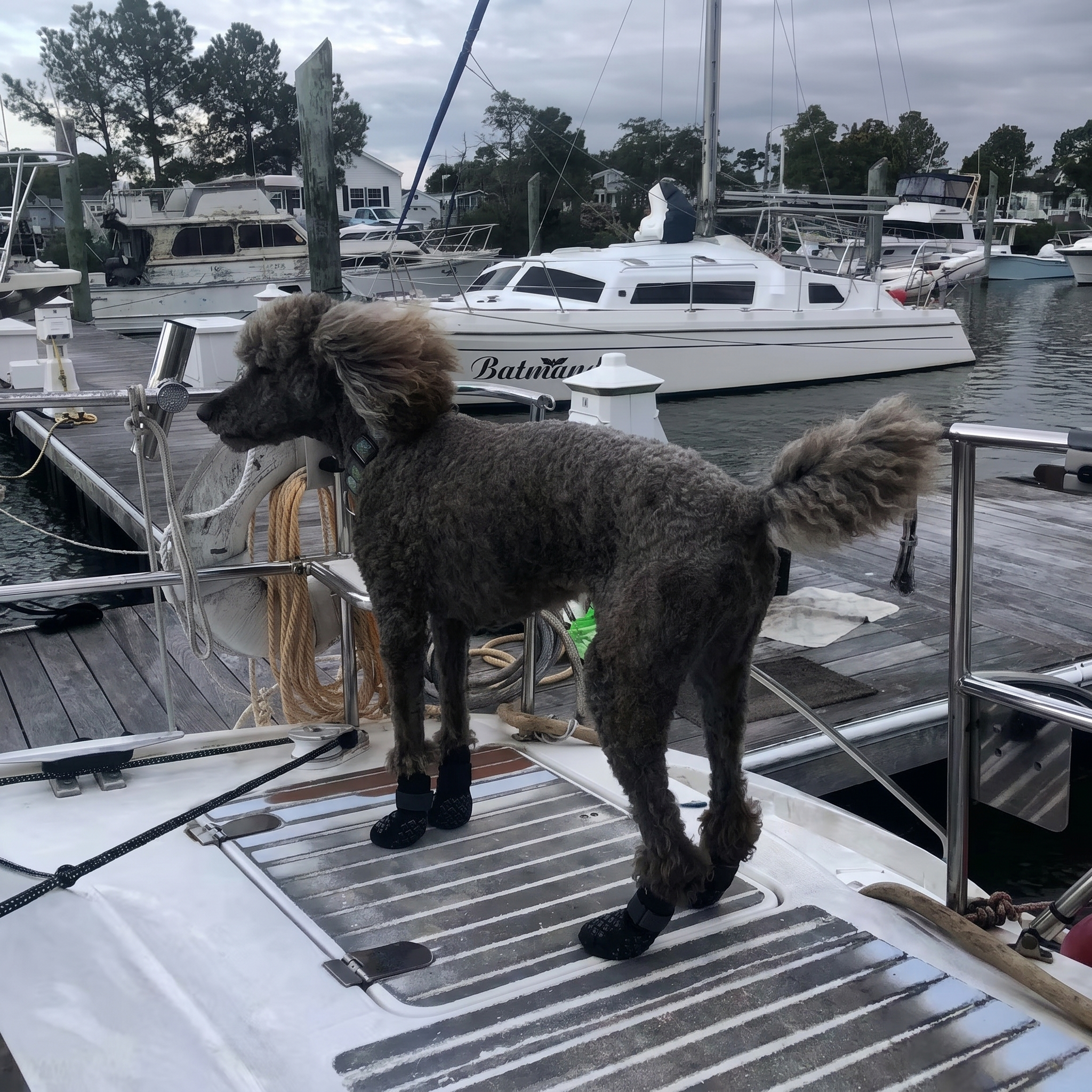 Grijze poedel met Dog Socky antislip gripsokken op boot — hondensokken outdoor gebruik