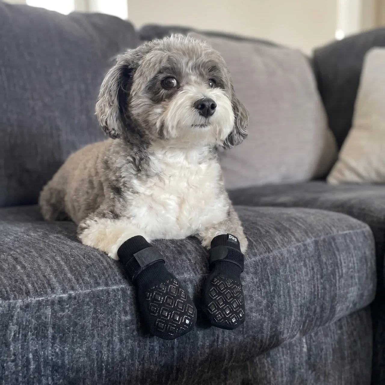Grijze poedel mix met Dog Socky antislip hondensokken liggend op bank — gripsokken kleine hond