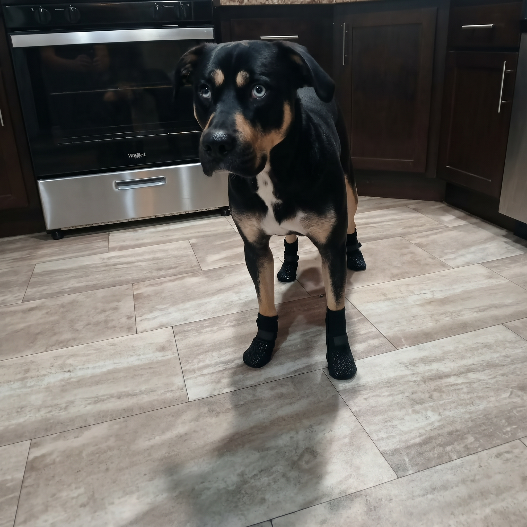 Rottweiler in keuken met Dog Socky antislip hondensokken op tegelvloer — pootbescherming