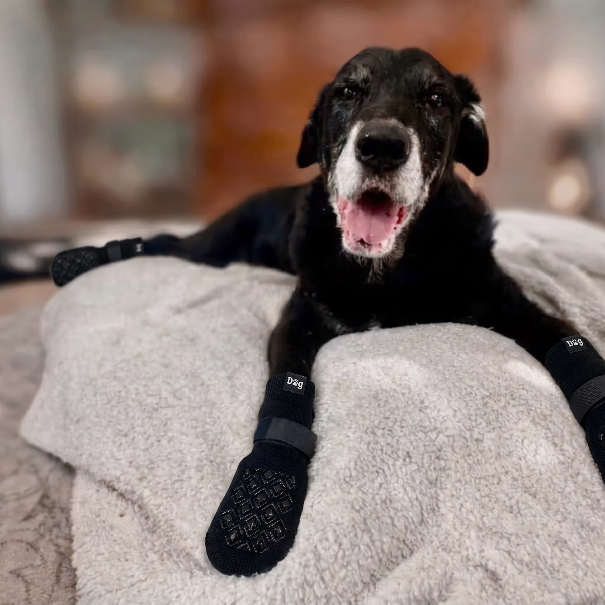 Zwarte senior hond liggend op deken met Dog Socky antislip gripsokken — pootbescherming artrose heupdysplasie