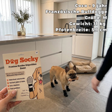 Coco, Französische Bulldogge mit Dog Socky Hundesocken Größe M in der Küche
