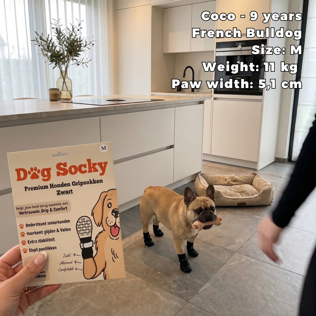 Coco, French Bulldog wearing Dog Socky dog socks size M in the kitchen